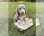 Small #4 Dachshund