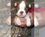 Puppy 1 Boston Terrier
