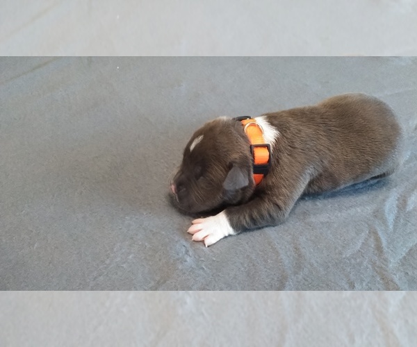 Medium Photo #5 American Pit Bull Terrier Puppy For Sale in WENATCHEE, WA, USA