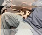 Small #2 Bull Terrier Mix