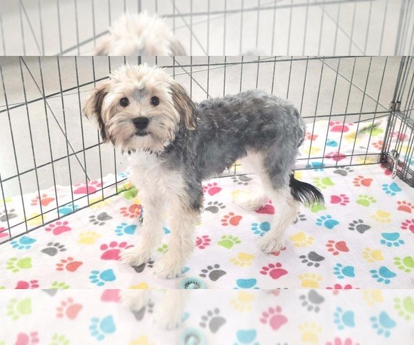 Medium Photo #1 Morkie Puppy For Sale in ORO VALLEY, AZ, USA