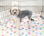 Small Morkie