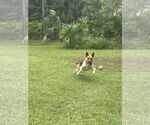 Small #4 German Shepherd Dog