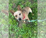 Small #1 Mutt
