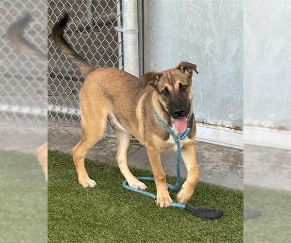 Medium Photo #2 Gerberian Shepsky Puppy For Sale in Baytown, TX, USA
