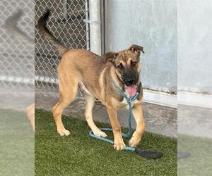 CYRUS - Male Gerberian Shepsky Dog for Adoption - Photo #2