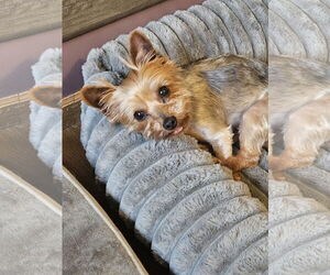 Mutt Dogs for adoption in Farmington, MN, USA