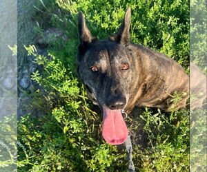 Holland Shepherd Dogs for adoption in Denton, TX, USA