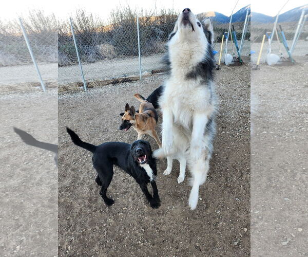 Medium Photo #3 Airedale Terrier-GIANT SCHNAUZER  Mix Puppy For Sale in Marina Del Rey, CA, USA