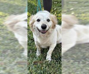 Cocker Spaniel Dogs for adoption in Houston, TX, USA