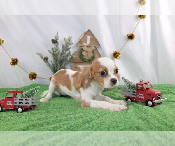Medium Photo #1 Cavalier King Charles Spaniel Puppy For Sale in WOOSTER, OH, USA