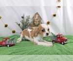 Small Photo #1 Cavalier King Charles Spaniel Puppy For Sale in WOOSTER, OH, USA