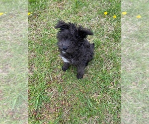 Schnoodle (Miniature) Dogs for adoption in LEBANON, MO, USA
