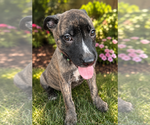 Small #4 German Shepherd Dog Mix