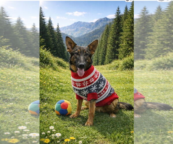 Medium Photo #3 Mutt Puppy For Sale in Euless, TX, USA