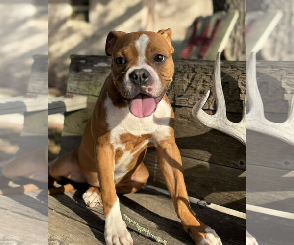 Medium Photo #2 Bulloxer Puppy For Sale in Dumont, NJ, USA
