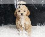 Puppy Max Maltipoo