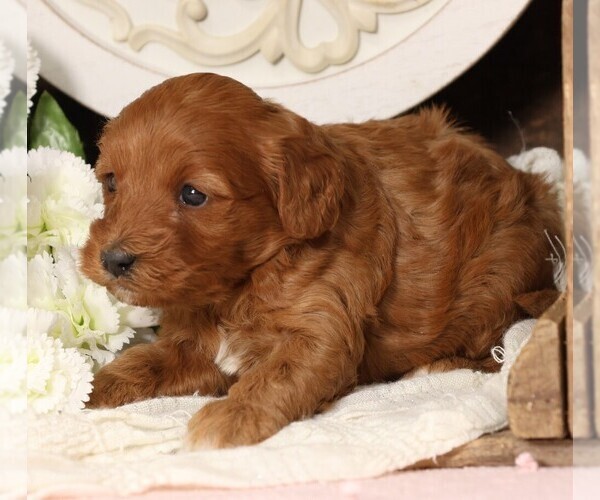 Medium Photo #4 Cavapoo Puppy For Sale in JONES, MI, USA