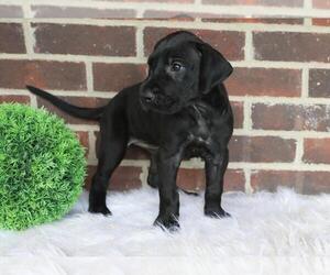 Great Dane Puppy for sale in GOSHEN, IN, USA