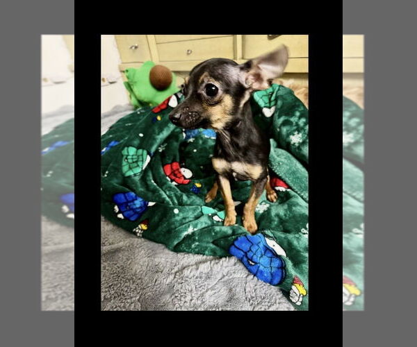 Medium Photo #2 Chihuahua-Unknown Mix Puppy For Sale in Mooresville, NC, USA