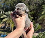 Small French Bulldog