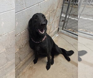 Petunia - Female German Shepherd Dog Dog for Adoption - Photo #2