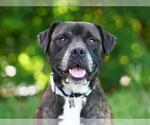 Small #1 Boxer Mix