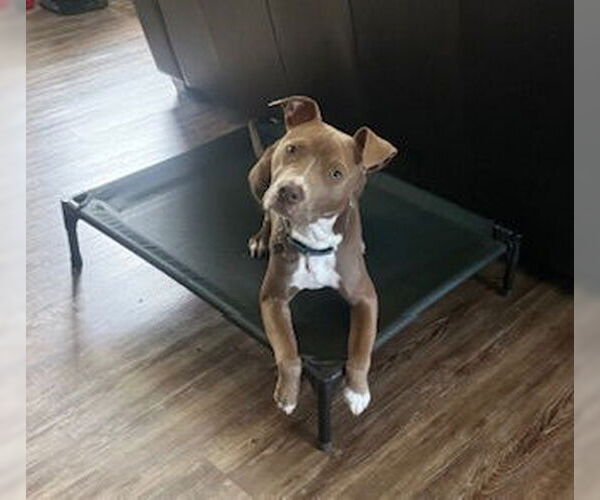 Medium Photo #8 American Pit Bull Terrier-American Staffordshire Terrier Mix Puppy For Sale in Raleigh, NC, USA