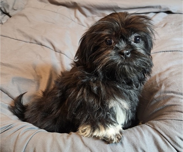 Medium Photo #1 Shih Tzu Puppy For Sale in WALSH, IL, USA