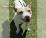 Small Labrador Retriever-Parson Russell Terrier Mix