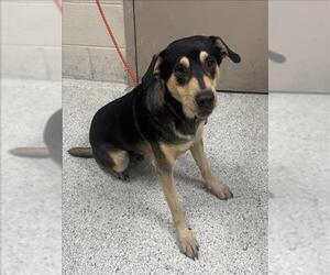 Black and Tan Coonhound-Unknown Mix Dogs for adoption in Conroe, TX, USA