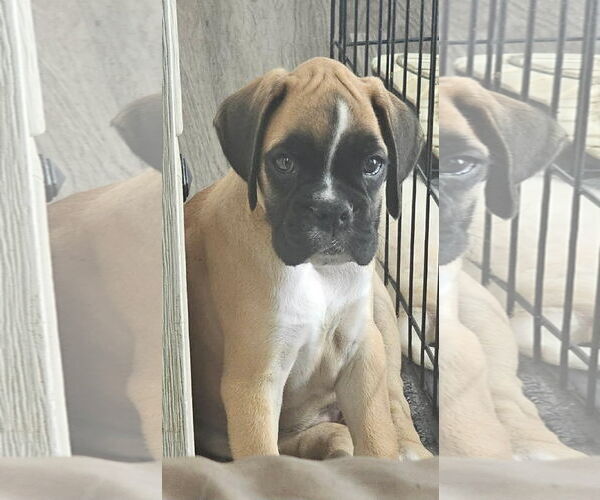 Medium Photo #1 Boxer Puppy For Sale in Woodbury, MN, USA