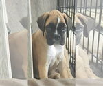 Small Boxer