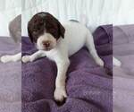 Small Photo #7 Labradoodle-Poodle (Standard) Mix Puppy For Sale in GALION, OH, USA