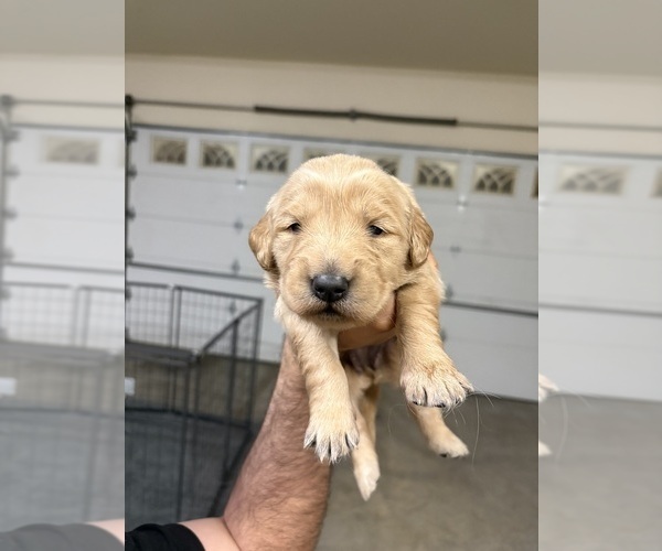 Medium Photo #3 Golden Retriever Puppy For Sale in RIVERSIDE, CA, USA