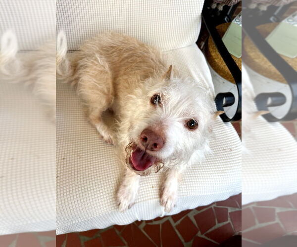 Medium Photo #1 Mutt Puppy For Sale in Mooresville, NC, USA