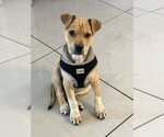 Small Labrador Retriever Mix