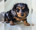 Small Photo #1 Dachshund Puppy For Sale in BAXTER, MN, USA