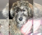 Small Photo #2 YorkiePoo Puppy For Sale in AMERICAN FORK, UT, USA