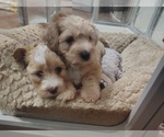 Small #5 Maltipoo (Miniature)