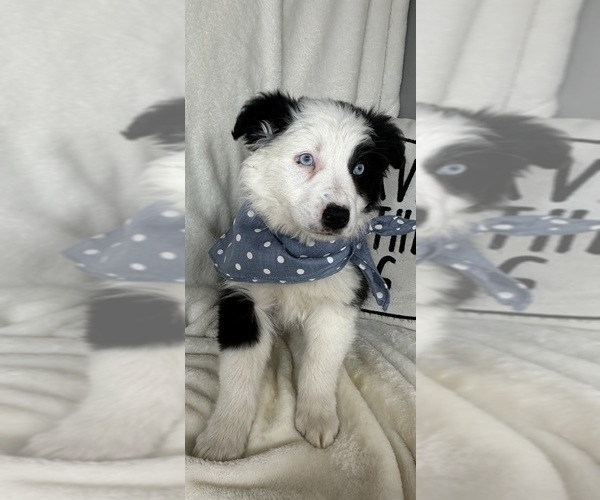 Medium Photo #1 Australian Shepherd Puppy For Sale in GREENFIELD, IN, USA