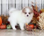 Small Photo #2 Pomeranian Puppy For Sale in MOUNT VERNON, OH, USA