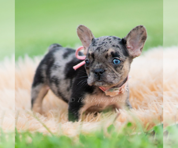 Medium Photo #5 French Bulldog Puppy For Sale in WARSAW, IN, USA