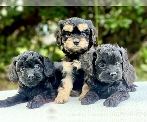 Cavapoo Puppy for sale in GRESHAM, OR, USA