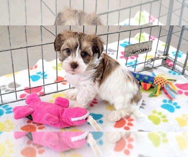 Medium Photo #11 Havashire Puppy For Sale in ORO VALLEY, AZ, USA