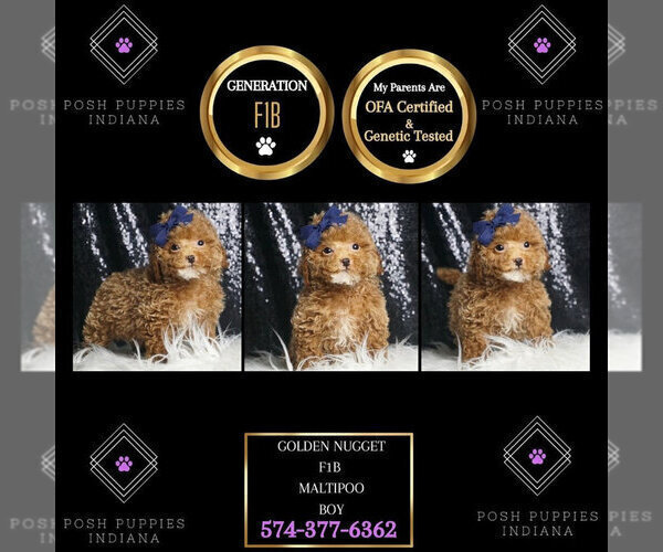 Medium Photo #2 Maltipoo Puppy For Sale in WARSAW, IN, USA