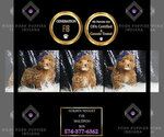Small #1 Maltipoo