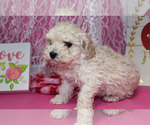 Small Photo #24 Poodle (Toy) Puppy For Sale in CHANUTE, KS, USA