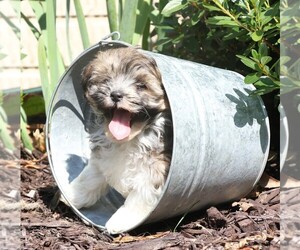 Havanese Puppy for sale in THREE RIVERS, MI, USA