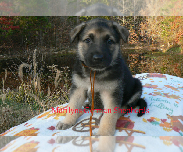 Medium Photo #1 German Shepherd Dog Puppy For Sale in PIEDMONT, MO, USA